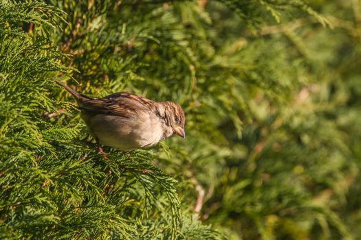 House Sparrow (Passer Domesticus) perched in hedgerow