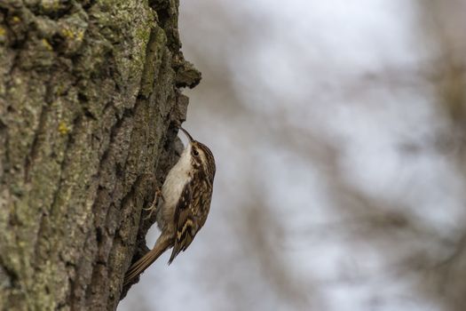 Tree Creeper (Certhia Familiaris) perched on tree trunk