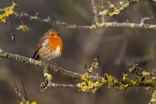 Cute Robin (Erithacus Rubecula) perched on Branch in British Countryside
