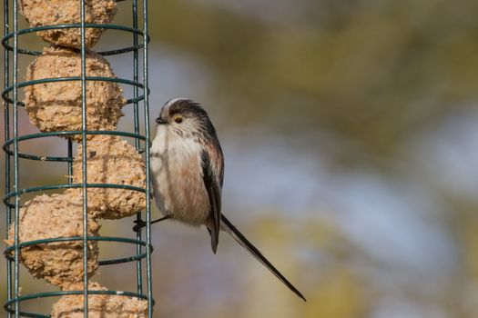 Cute Long Tailed Tit (Aegithalos caudatus) on suet feeder