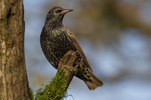 Common Starling (Sturnus Vulgaris) perched on branch