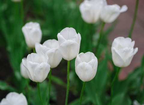 White tulips in the Park on a flowerbed.