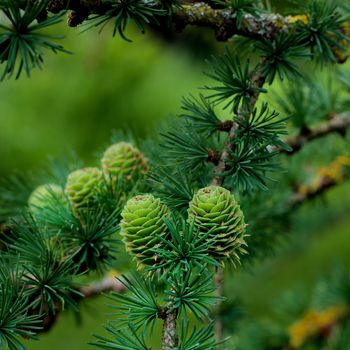Two Young Sprouts Green Fir Cones into Green Needles on Blurred Fir Cones and Branches background Outdoors. Focus Foreground