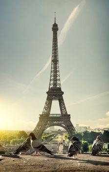 Doves and Eiffel Tower in Paris at sunset, France