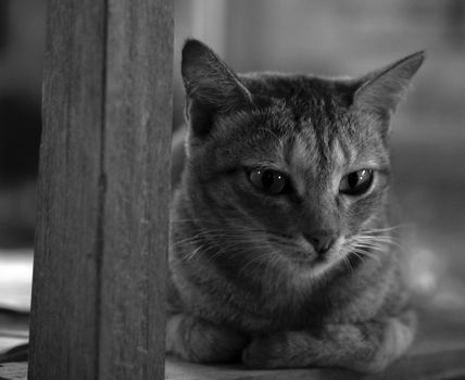 BLACK AND WHITE PHOTO OF TABBY CAT ON WOODEN CHAIR