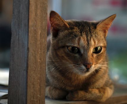 COLOR PHOTO OF TABBY CAT ON WOODEN CHAIR