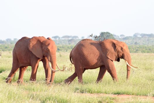 Two elephants walking one behind the other in the savanna of East Tsavo Park in Kenya