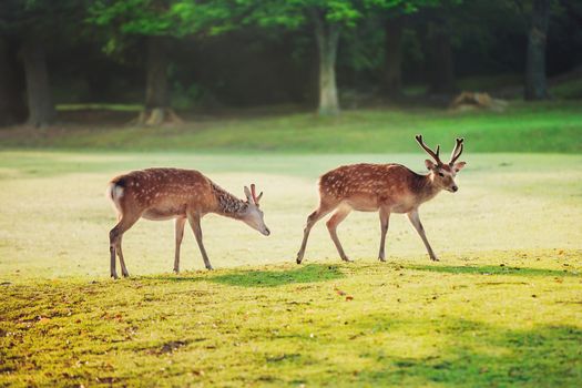 sacred sika deers at Nara park in the morning, Nara, Japan