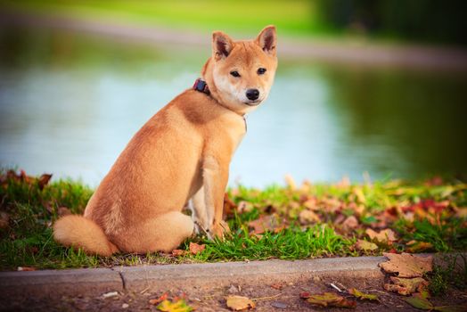 A young shiba inu sits in green garden.