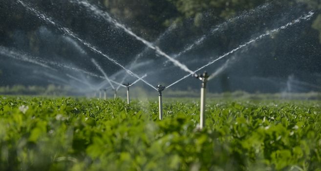 Water sprinklers watering the field to grow the crop better