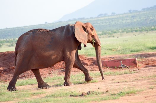 Elephant walking by grazing in the savanna of East Tsavo Park in Kenya