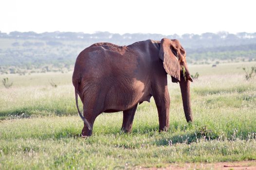 Elephant walking by grazing in the savanna of East Tsavo Park in Kenya