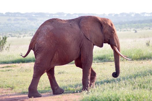 Small elephant walking by grazing in the savanna of East Tsavo Park in Kenya