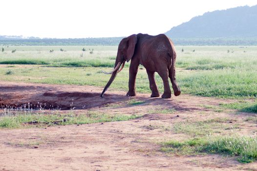 Elephant at a water point in the savanna of East Tsavo Park in Kenya