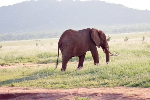 Elephant walking in the savanna of East Tsavo Park in Kenya