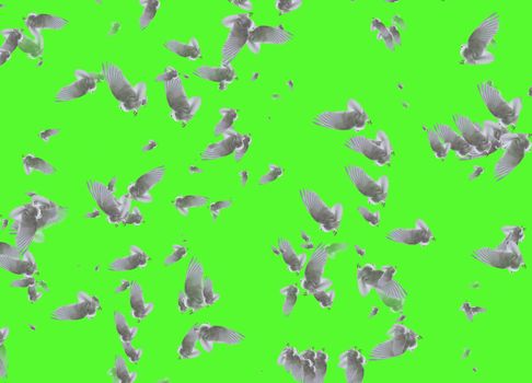 Composite of a beautiful white doves in flight over green background.