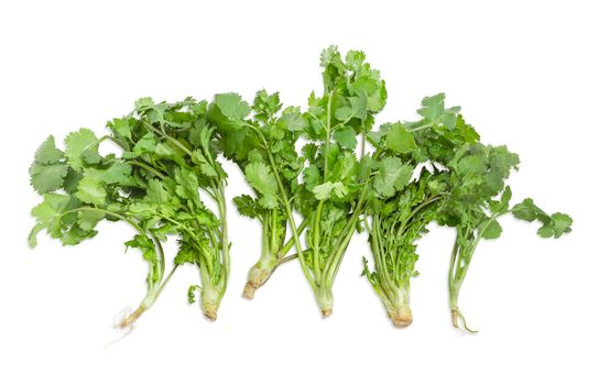 Several stalks of a fresh green coriander with roots on a light background
