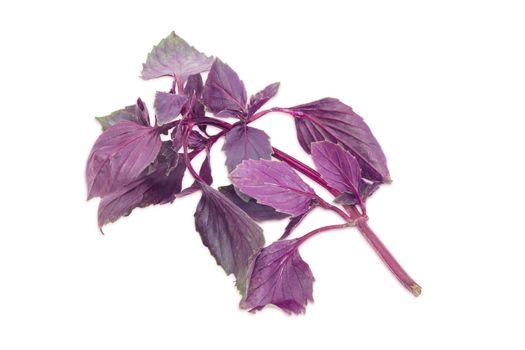 Single sprig of fresh purple basil on a light background
