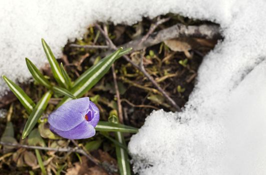 A fresh crocus flower in the snow