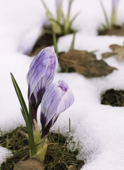 A fresh crocus flower in the snow