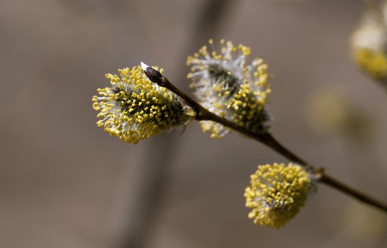 Flowering pussy-willow in spring against blurred background, macro shot