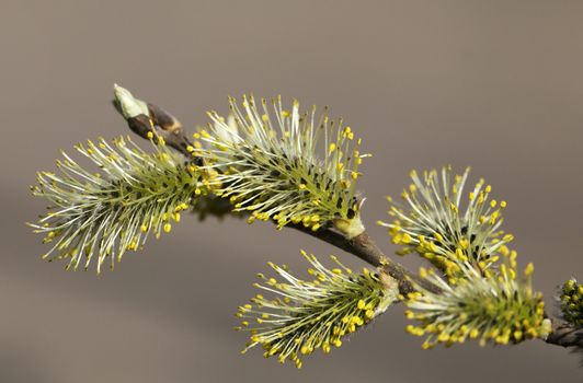Flowering pussy-willow in spring against blurred background, macro shot