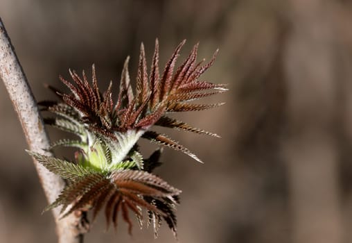 The close-up of young leaves in the spring