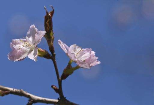 Sakura branch with flowers against blue sky