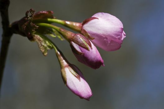 Sakura branch with flowers against blurred background