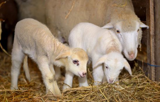 lambs and sheep  in a stable