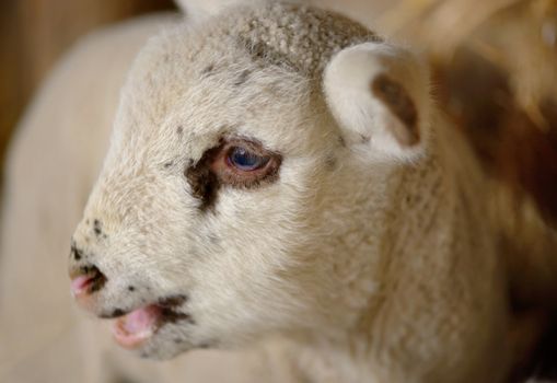 Newborn lamb in a stable