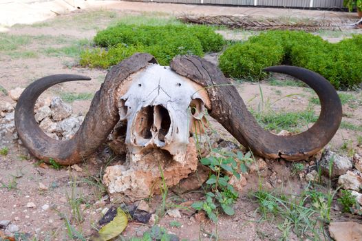 Buffalo skull posing on a stone on the ground in the park of Tsavo East