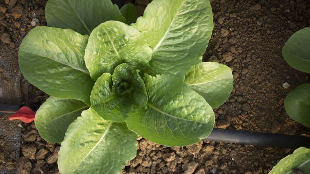 Growing lettuce plant on land with drip irrigation