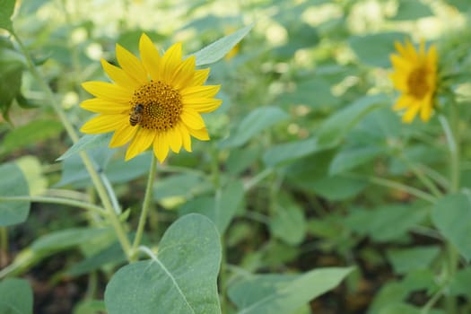 Bee sucking nectar from a sunflower with green leaves in garden.