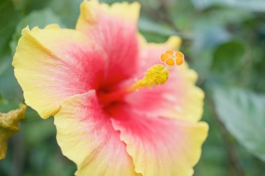 Close up pollen of yellow and pink Hibiscus with blur green leaves as background.