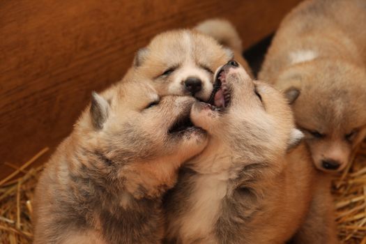 Newborn Akita Inu puppies playing in the box