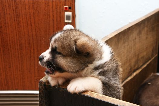 Cute  newborn Akita Inu puppy