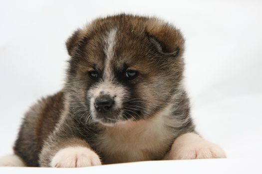 Cute  newborn Akita Inu puppy