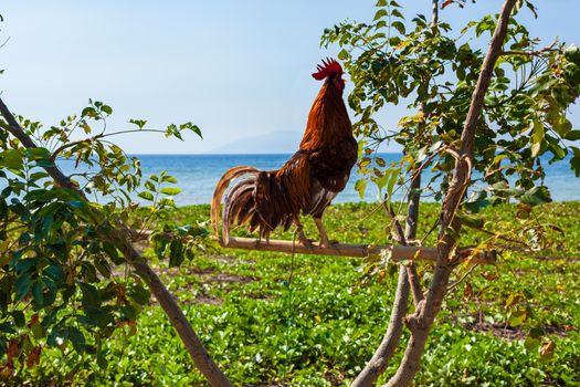 Confident  rooster perching on a tree, by the beach in Dili capital, East Timor.