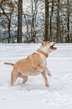 Staffordshire bull terrier in the jump on a snow