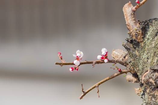 Fragment of old apricot tree with young sprouts with buds and flowers on a blurred background
