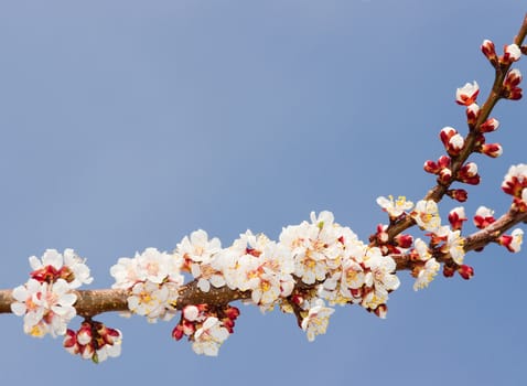 Branch of blossoming apricot with with buds and flowers on against the sky on a sunny day
