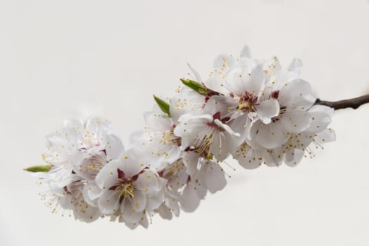 Branch of blossoming apricot with young leaves on a light background
