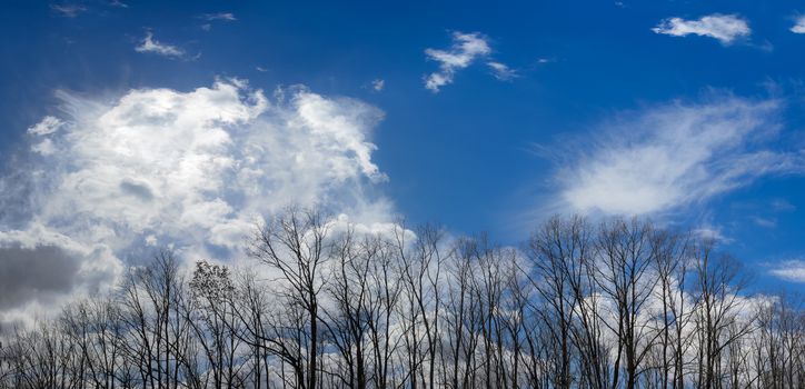 Sky with cirrus clouds and cumulus clouds with group of deciduous trees without a foliage in the foreground in early spring
