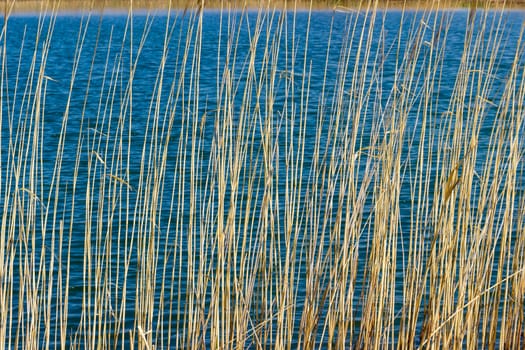 Lake surface covered with ripples through the stalks of reeds in spring sunny day. Background.
