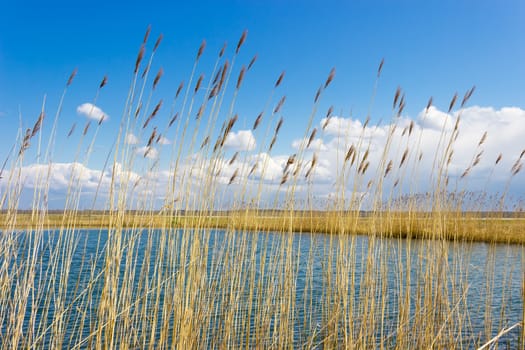 Lake surface covered with ripples through the stems of reeds with panicles on the background of sky in spring sunny day. 
