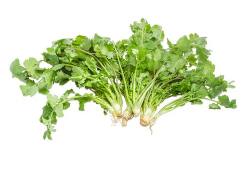 Several stems of fresh green coriander on a light background
