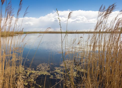 Lake with coasts, overgrown with reeds and willow stalk in the center on the background of sky with clouds in spring sunny day
