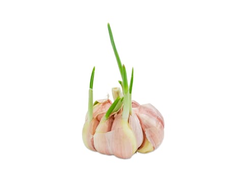 Sprouting garlic with green sprouts on a light background closeup
