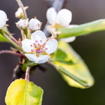 Blooming  tree and mount. Sicily. Spring season. Italy